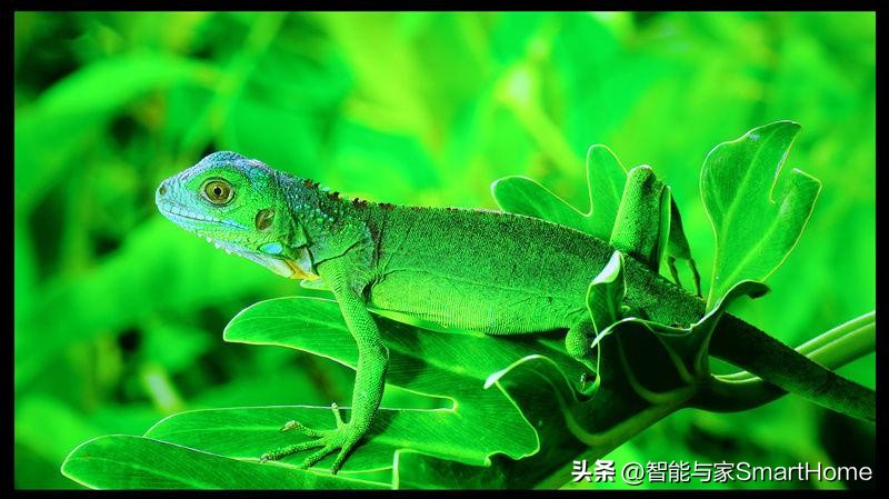 索尼kvpl-xw5000投影,jvcn80和索尼xw7000