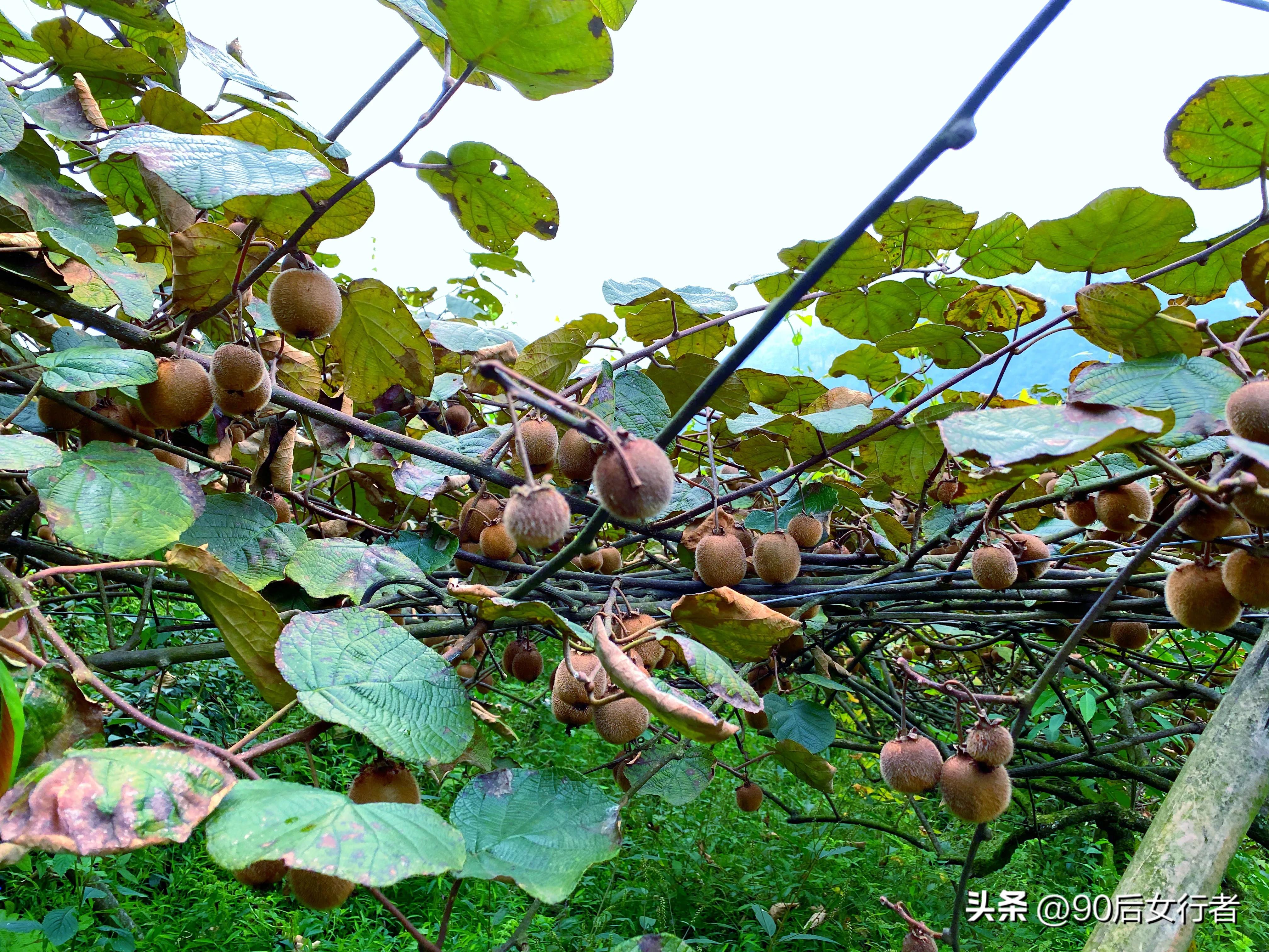 走进山间的小路感受大自然,成都深山老林旅游最好去处