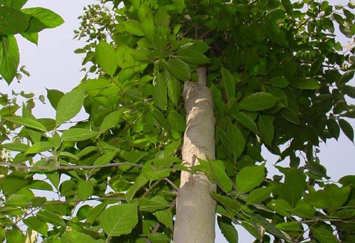 广东老板白手起家全靠自己挣钱,广东老板出资2万种植年入50万