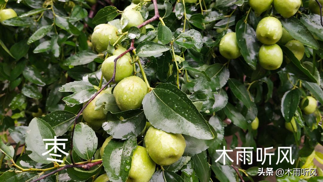 枣树什么时候打药好,枣树何时打药枣不生虫