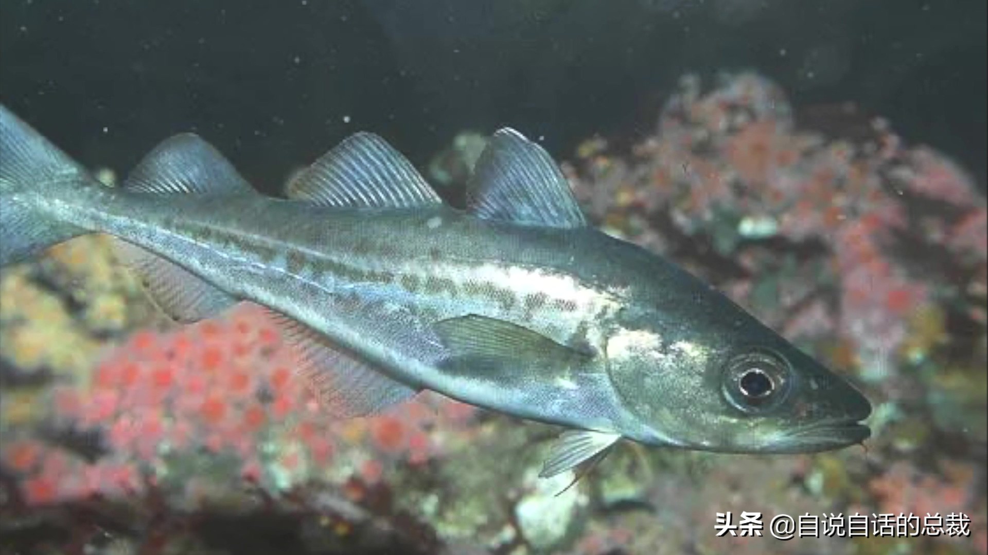 为什么买的鳕鱼段都是粘液,为什么买的鳕鱼那么多水