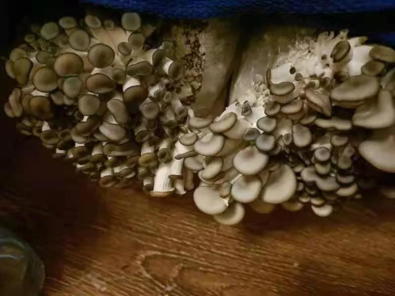 通过孵蛋学到了什么,第一次尝试孵蛋