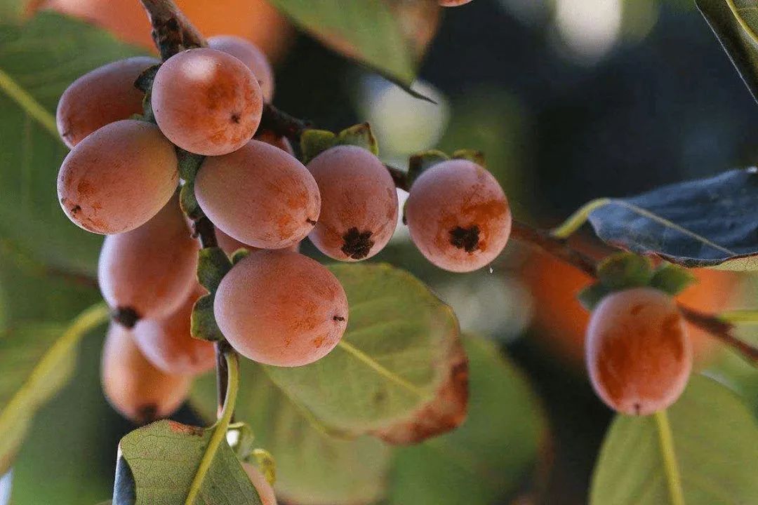 农村常见野生植物你都认识吗,农村常见植物野果