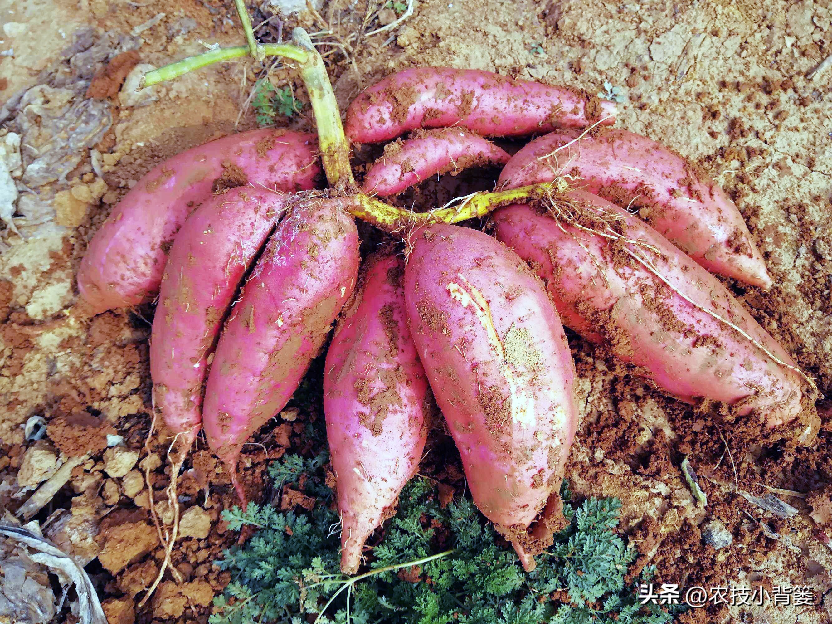 大棚种瓜的方法和技巧,使用什么药物才能让地瓜高产