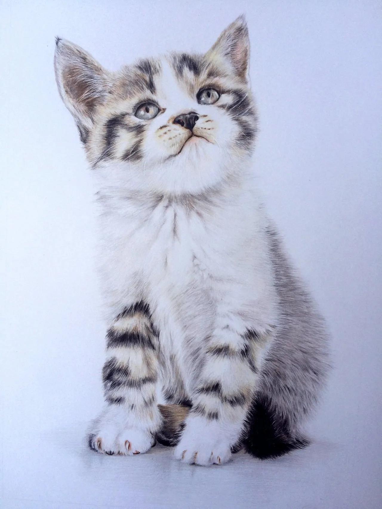 可爱的小猫优秀作品欣赏（二）