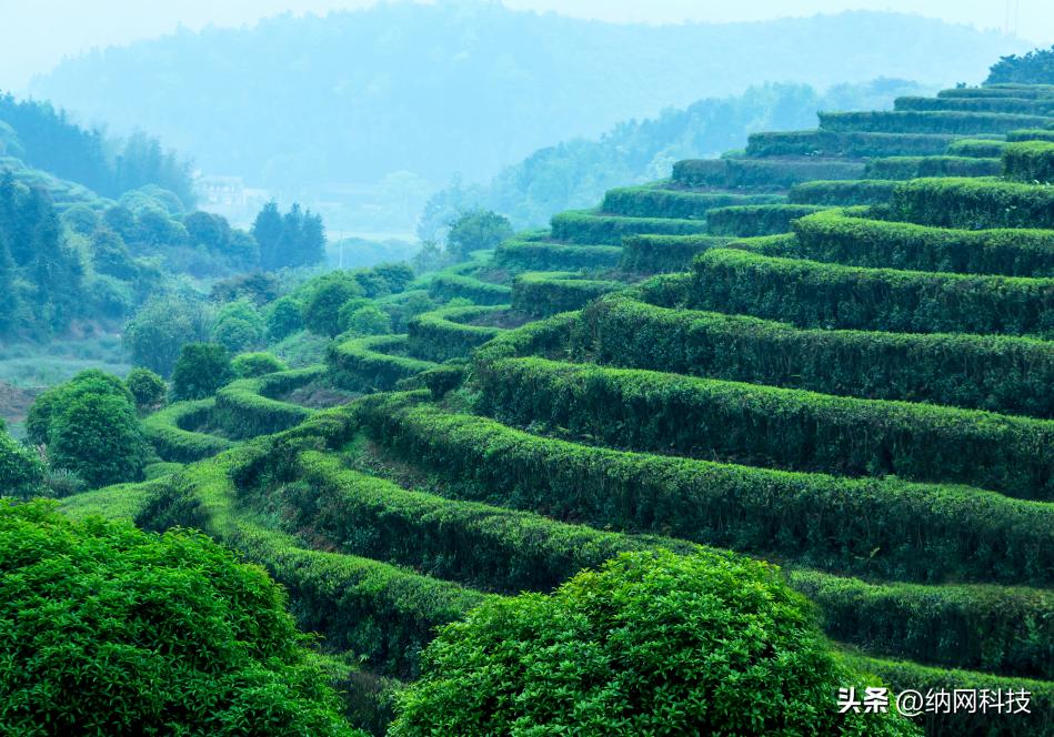 三得利乌龙茶营销模式,乌龙茶的对外营销策略