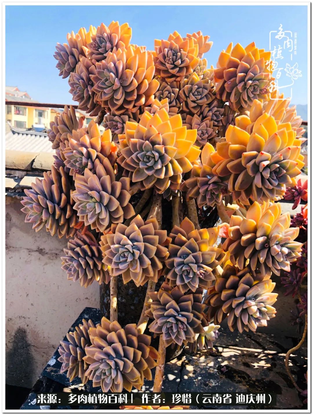 给生命一份淡然还岁月一份从容,给生命留一份洒脱的话