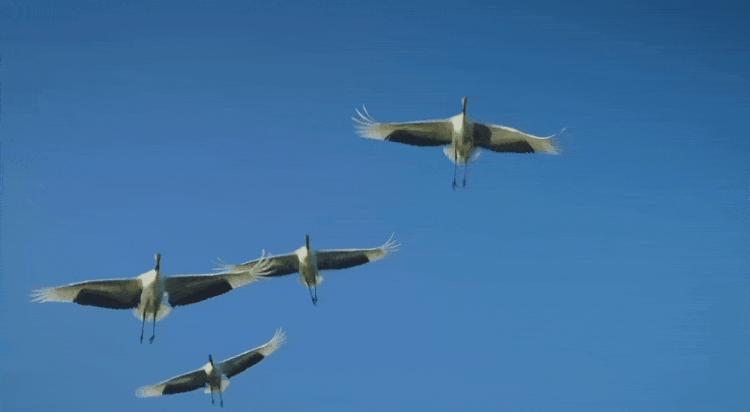 飞鹤的简介,飞鹤有12个系列