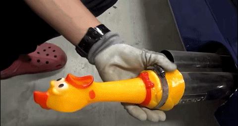 在搞鸡这方面，日本人可能是最专业的