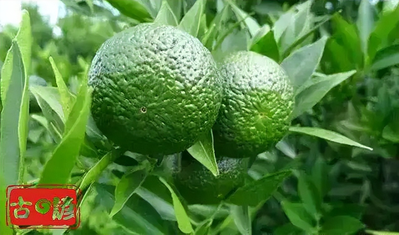 怎样选择小青柑茶品牌,小青柑的普洱茶是生茶还是熟茶