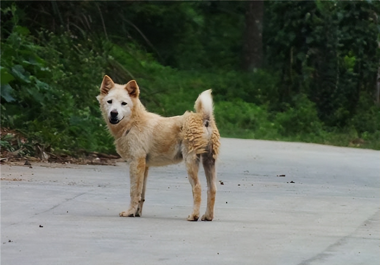 如果看到流浪狗请善待它们,遇到流浪狗请善待他们