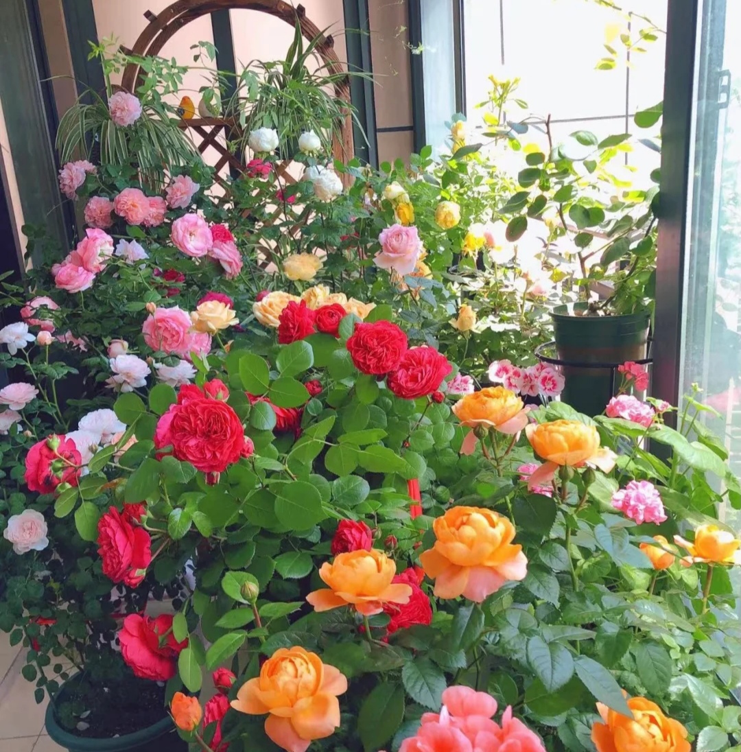 阳台上可以种什么蔬果,阳台上适合种的蔬果