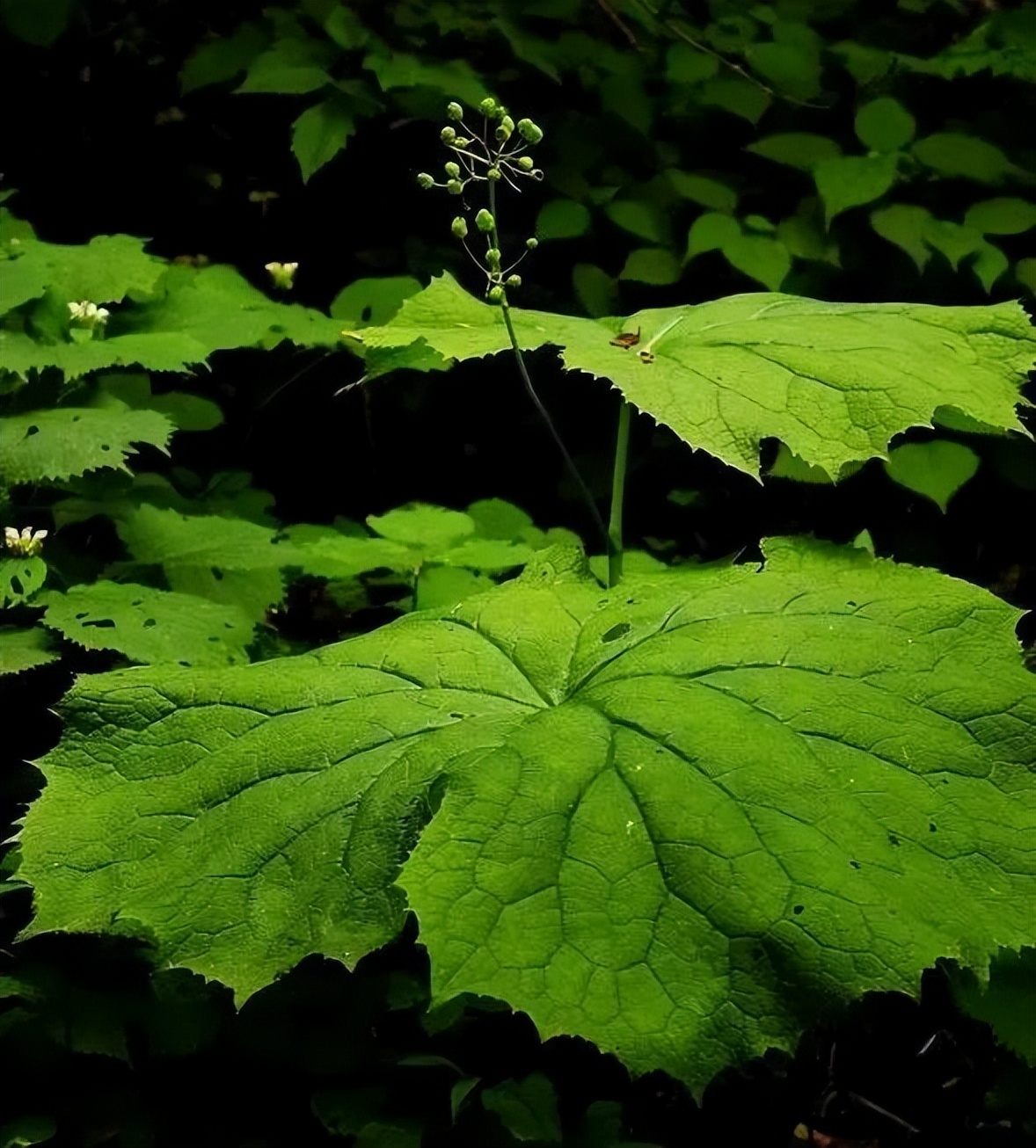 水晶花是怎么形成的,水晶花自然形成