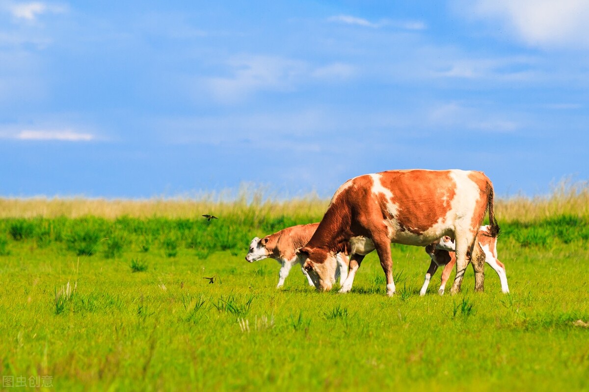 牛价羊价最新行情,牛价最新行情多少钱一斤