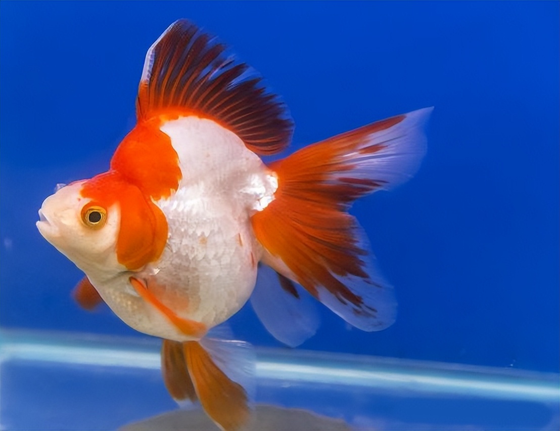 金鱼概述,金鱼图鉴