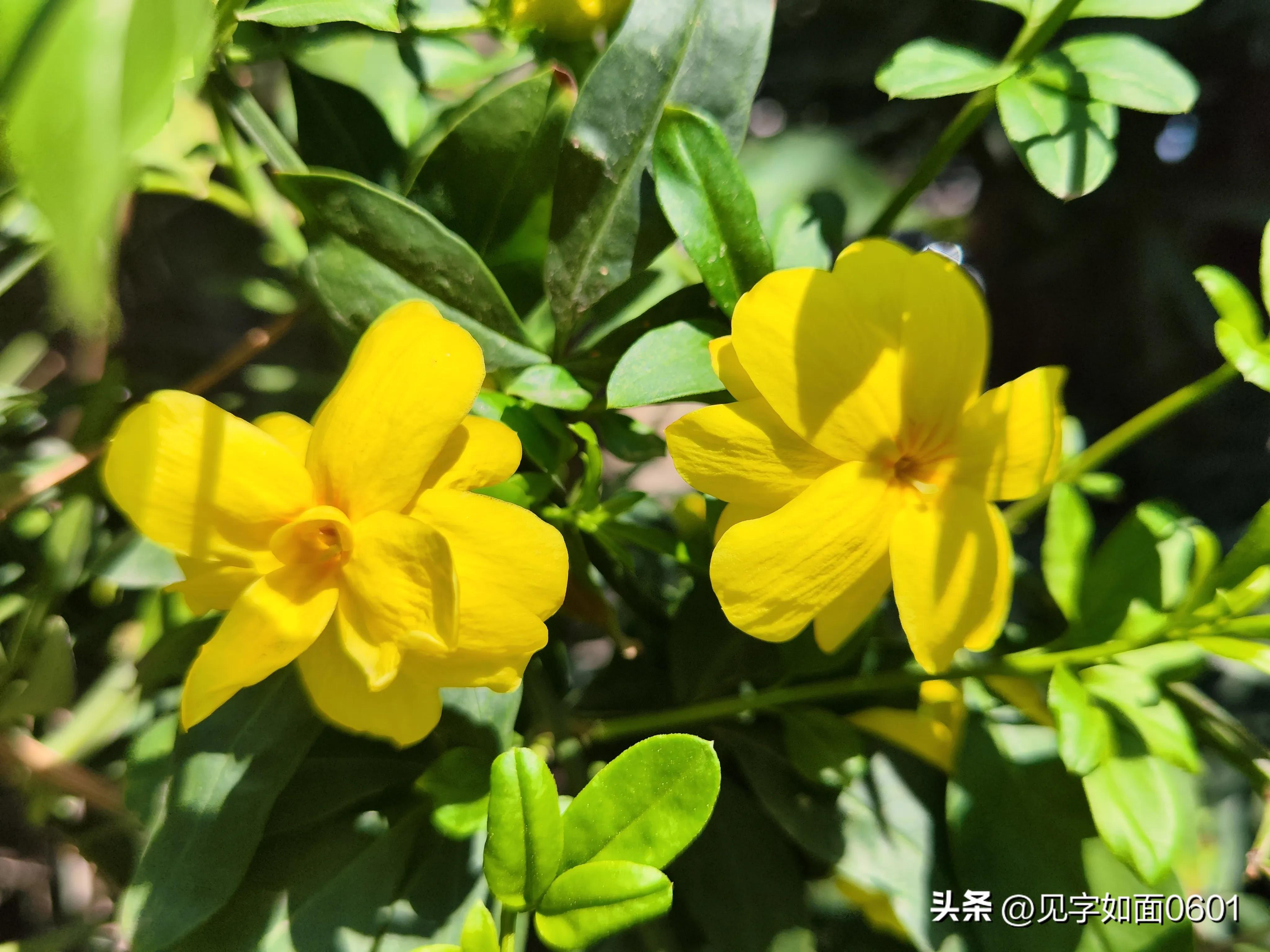 一日一花·野迎春