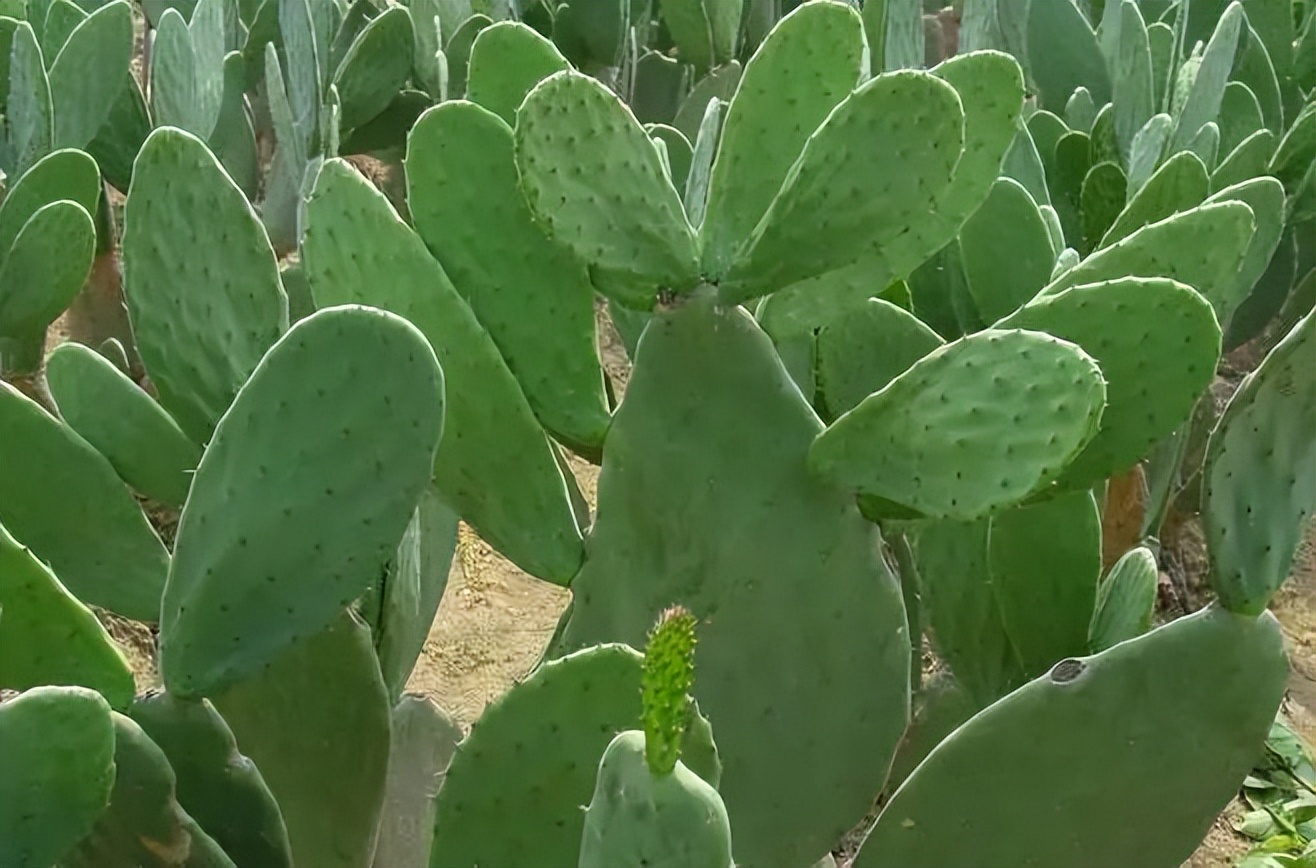 植物识别小口诀，总结的太全了！