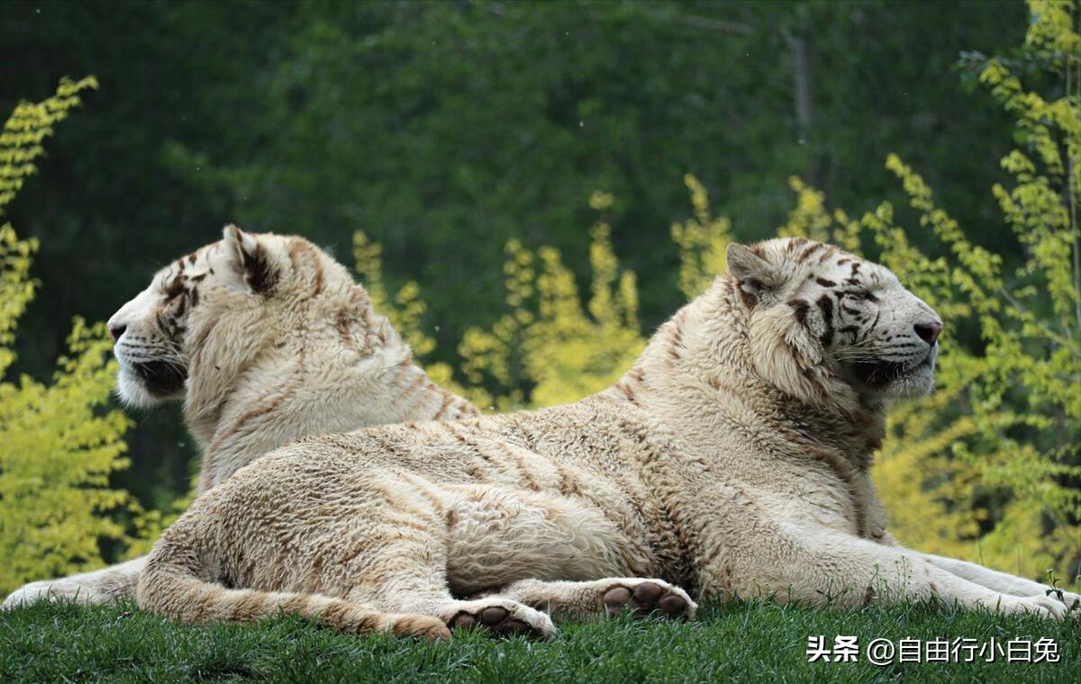 大兴野生动物园猛兽体验,走进野生动物园探索神奇大自然