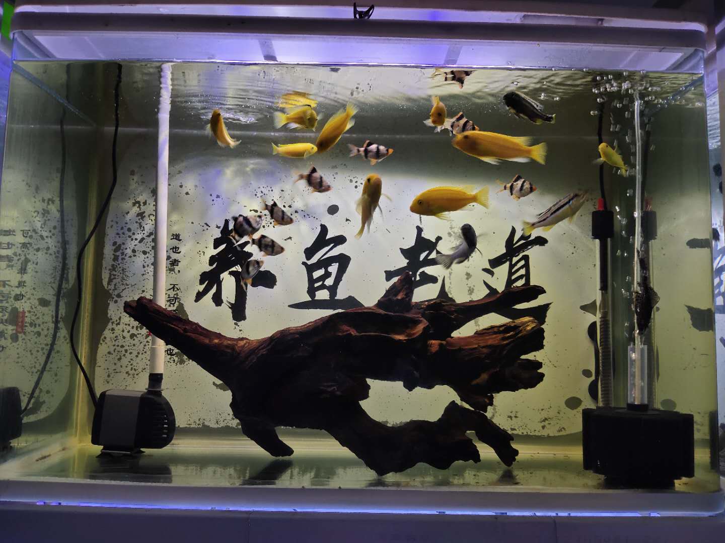 观赏鱼无鳞有哪些病症呢,观赏鱼凸眼不管它会怎么样