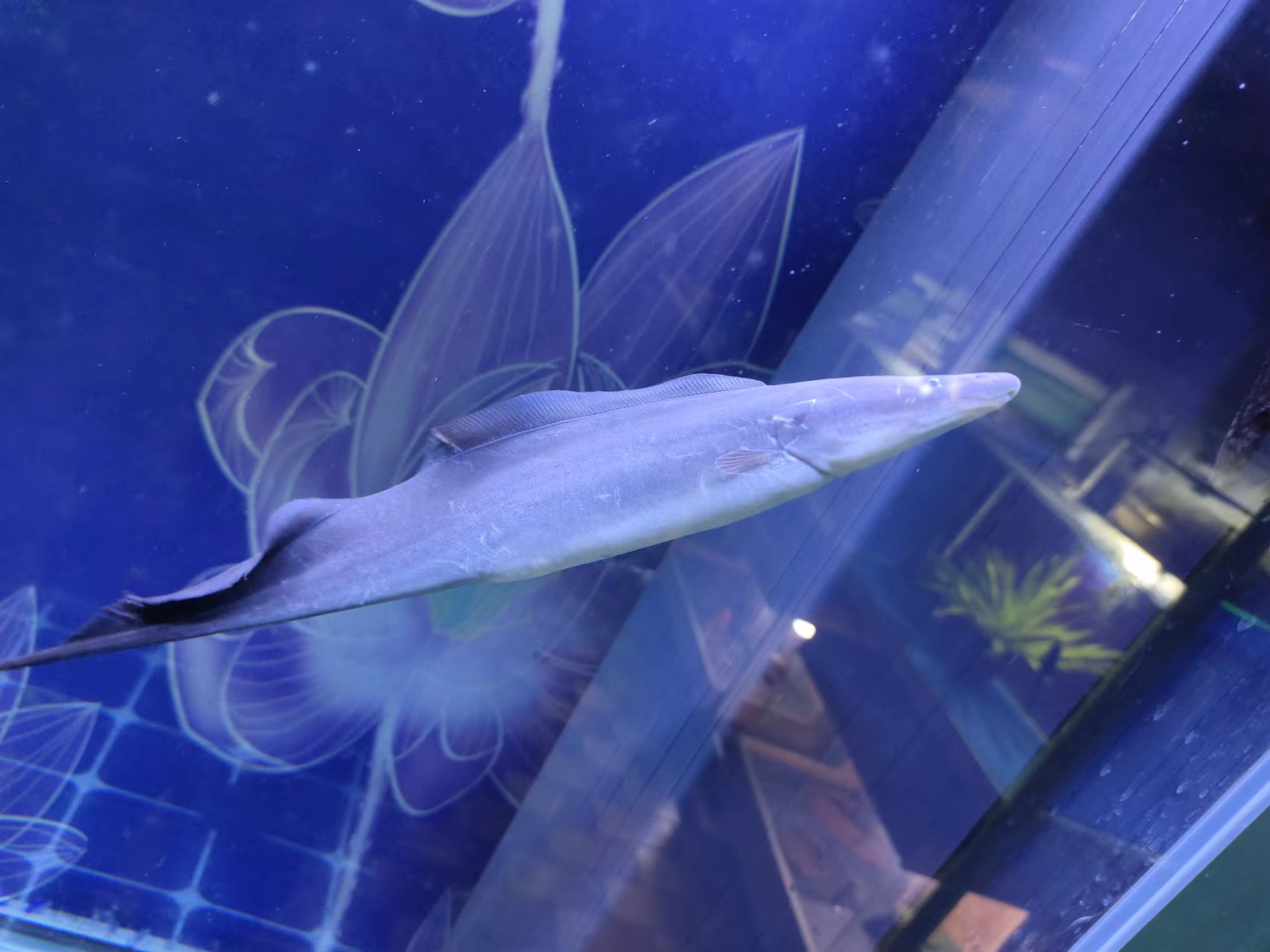 观赏鱼无鳞有哪些病症呢,观赏鱼凸眼不管它会怎么样