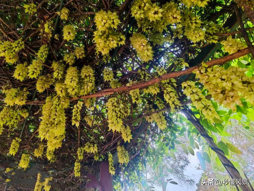 广州周边绿色森林公园拍照,广州市区小众公园景点