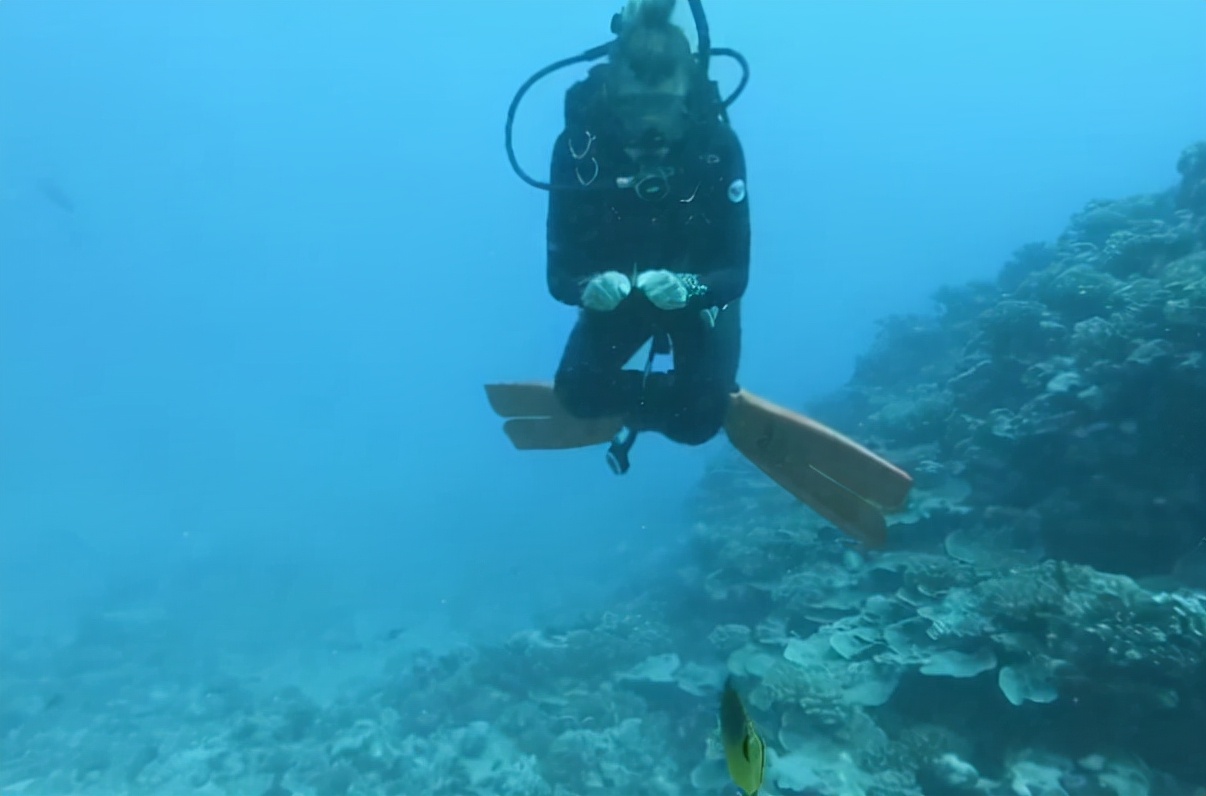 国外美女姐姐海里偶遇一只小鱼，竟引发神奇友谊！网友：前世情人