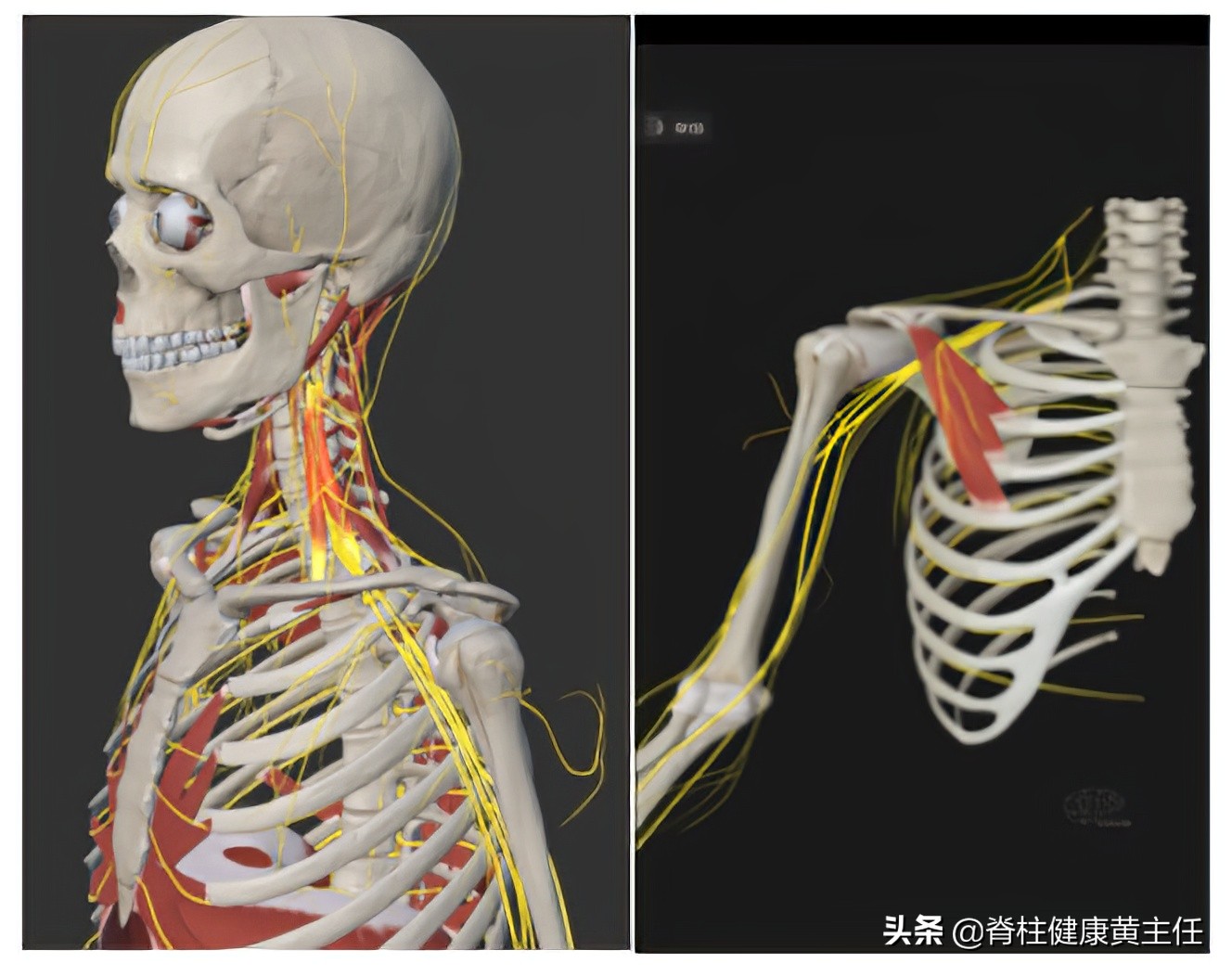 肩膀疼和麻木是怎么回事,颈椎肩膀麻木疼痛是什么原因