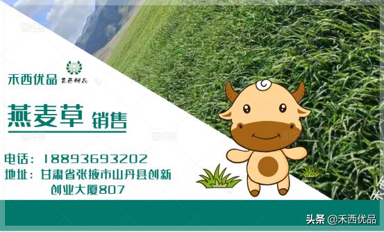 奶牛移胃的主要原因,奶牛移胃保守治疗方法