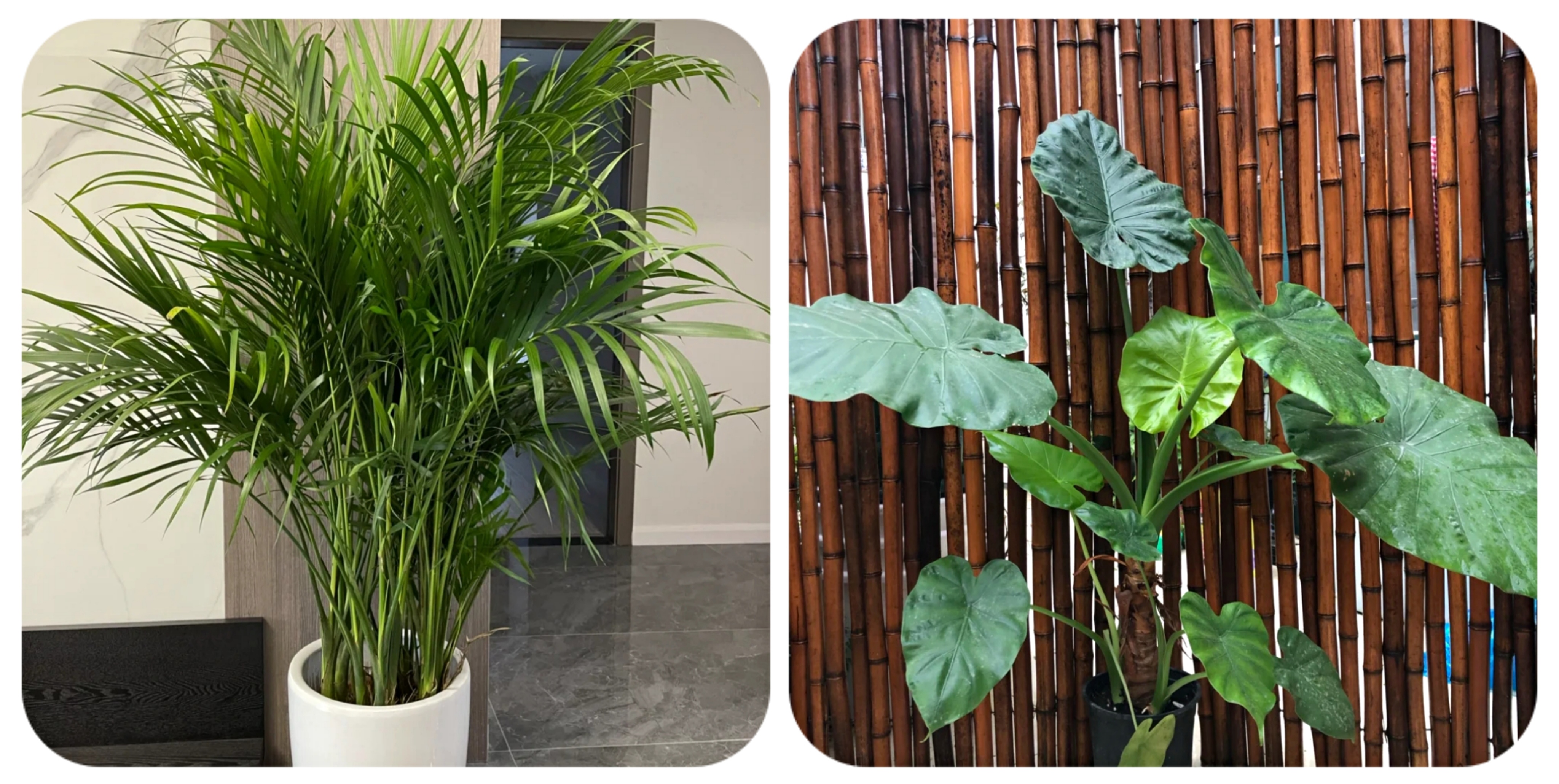 阳台上可以种什么蔬果,阳台上适合种的蔬果