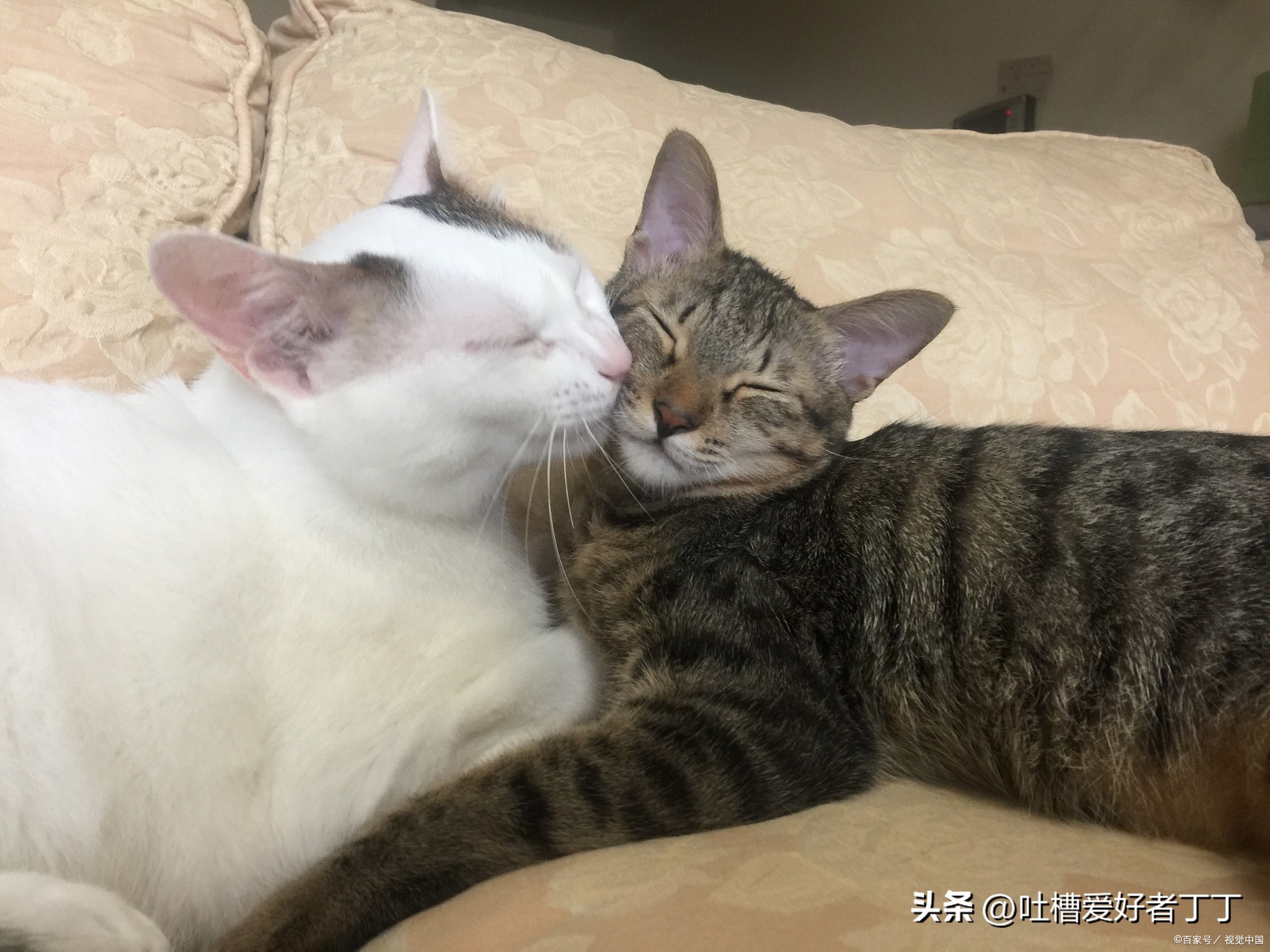 猫咪舔主人手并轻咬是什么意思,猫咪早上为什么要舔主人的脸