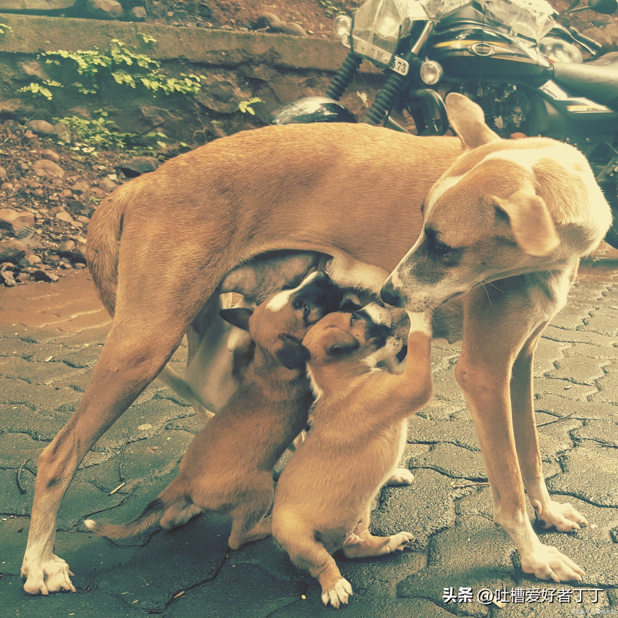 狗狗快生产前的征兆,快生产的狗狗