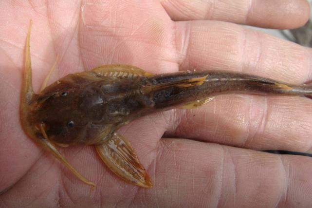 即将消失的四种河鲜,即将消失的5种农村河鲜