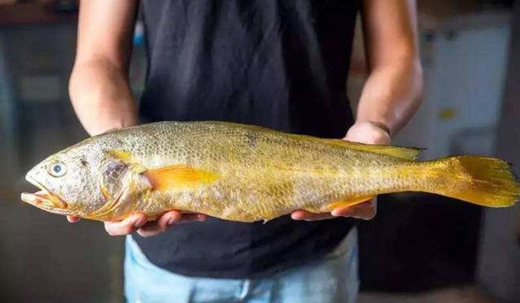 浙江一渔民捕获3000斤大黄鱼,浙江渔民捕获天价大黄鱼