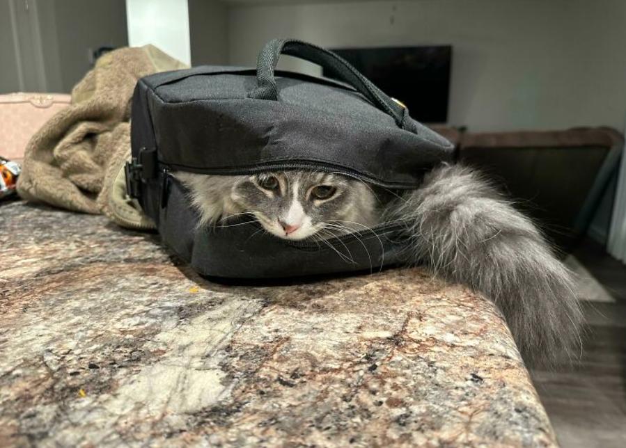 如何100%抓到一只小猫,如何抓猫咪陷阱