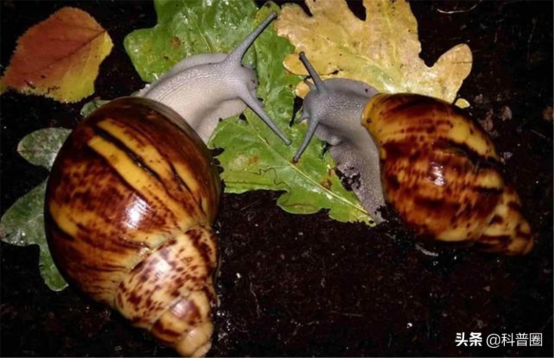 非洲大蜗牛中国泛滥,非洲人能吃1500万公斤,为何中国吃货怂了?