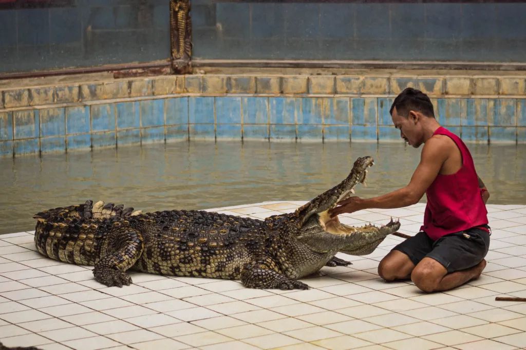 泰国曼谷旅游必去十大景区,泰国野生动物园亲子游