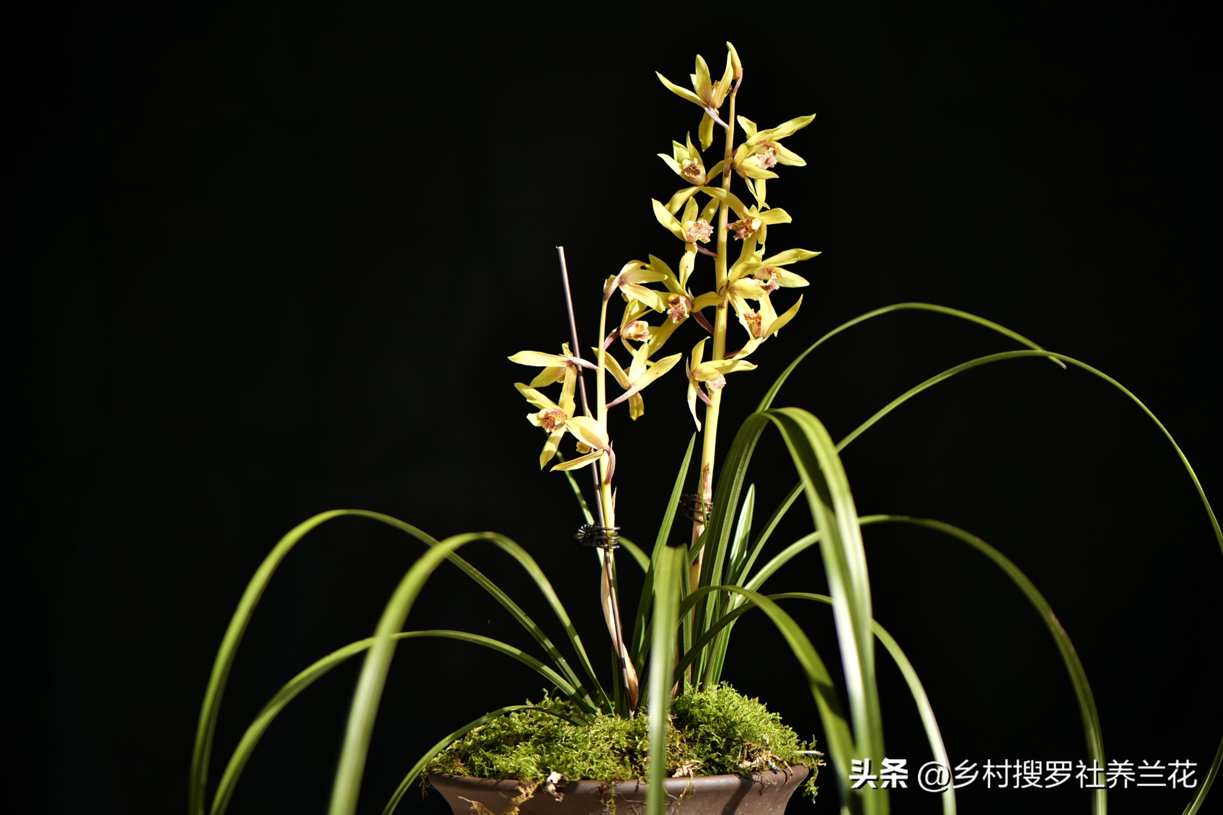 兰花的施肥方法和注意事项是什么,兰花专用土栽的兰花需要施肥吗