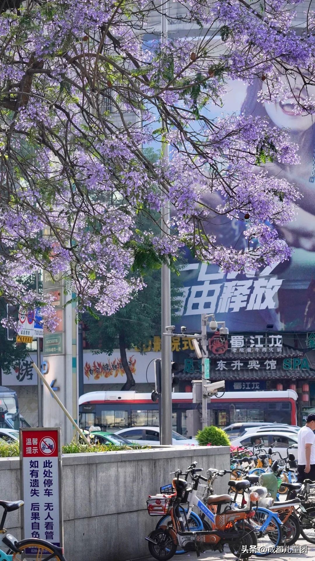 成都武晋路蓝花楹,昆明街头蓝花楹绽放成梦幻花海