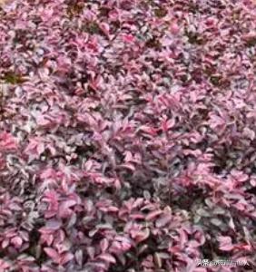 景观地被植物价格,便宜的地被植物有哪些品种呢