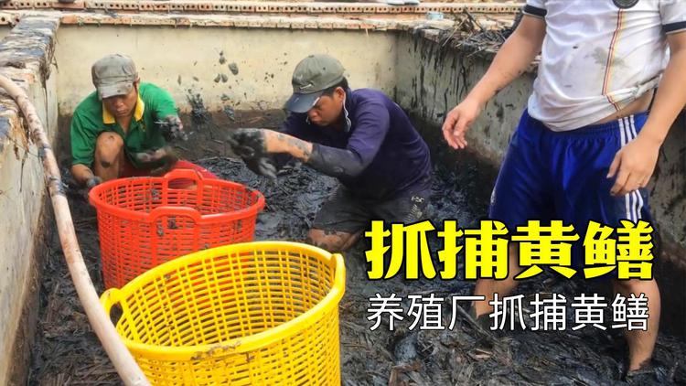 越南人用污泥加稻草怎么养黄鳝,越南人地下室可以养黄鳝吗