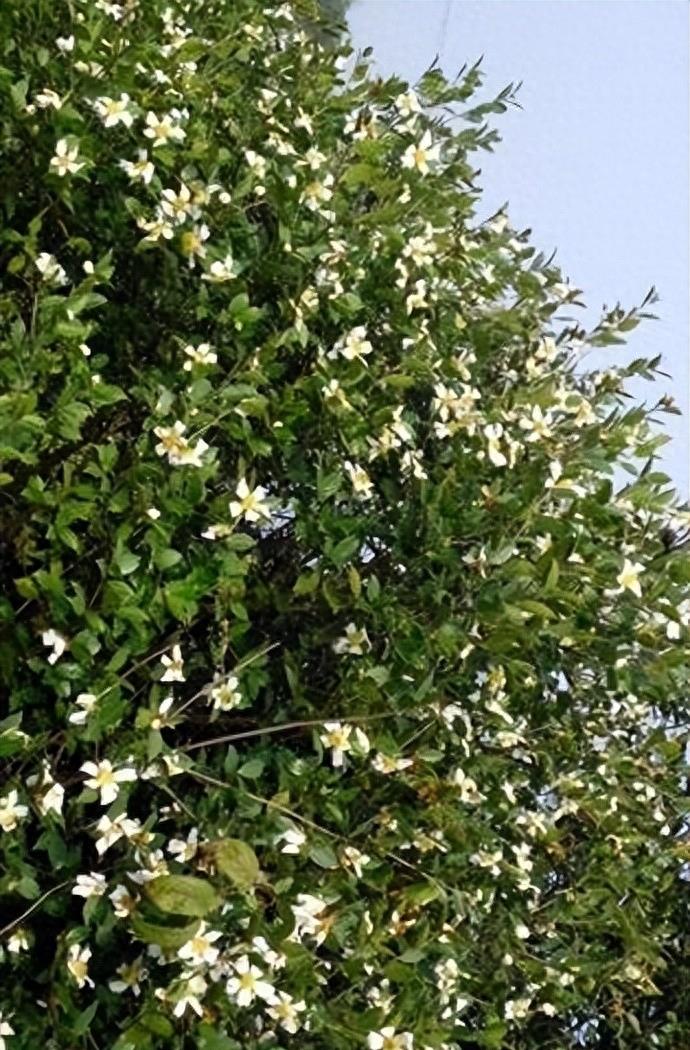 曾是皇帝*用御**，如今却无人问津，“油中软黄金”如何走向末路？