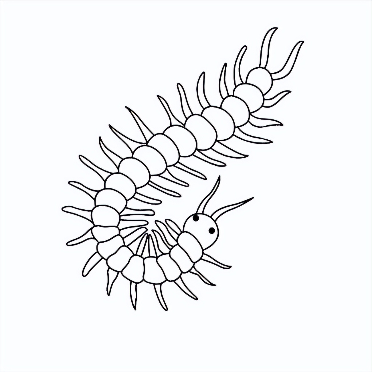 响尾蛇利用尾巴声捕猎,蜈蚣捕食响尾蛇