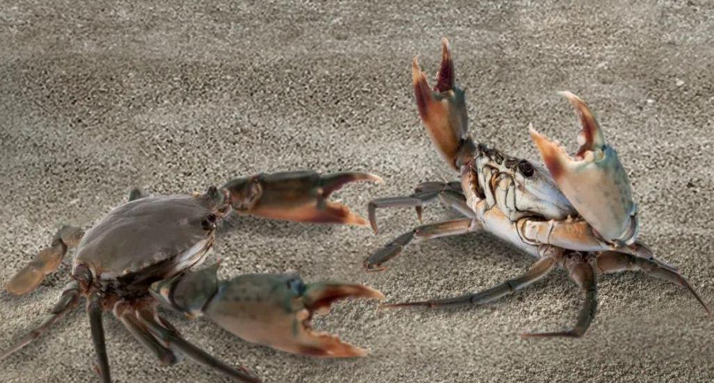 锯缘青蟹养殖用什么盐,锯缘青蟹vs凶狠圆轴蟹