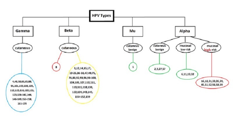为什么2岁男童也会感染人类乳头瘤病毒？