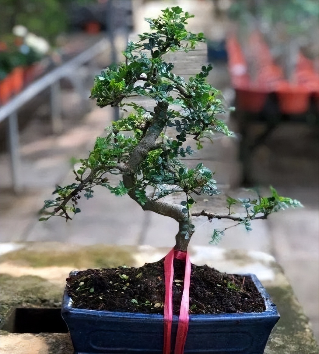 什么树可以除甲醛适合放客厅,室内放什么树比较会吸甲醛