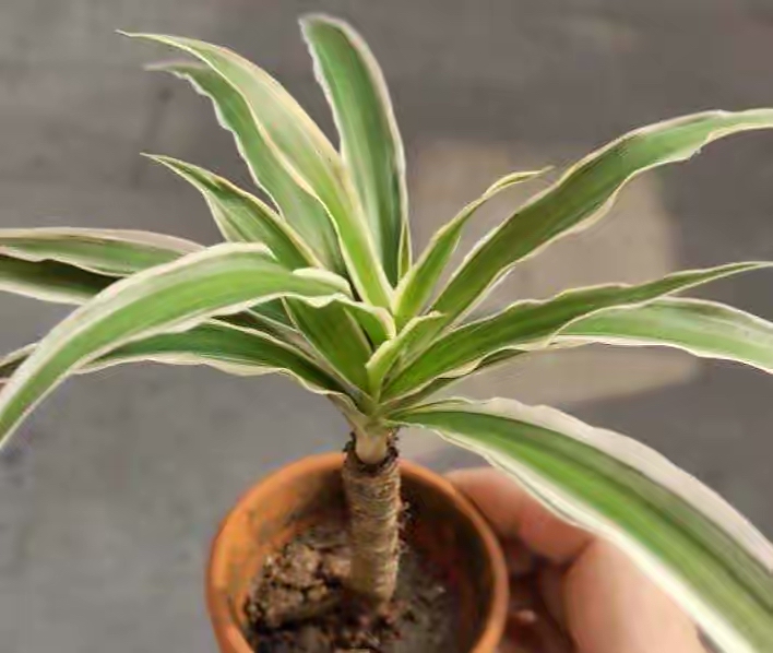 吊兰养活,普通吊兰怎么养才能更旺盛