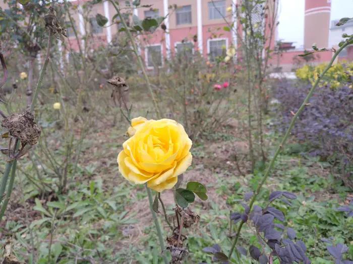 画与景,幼儿长卷画景