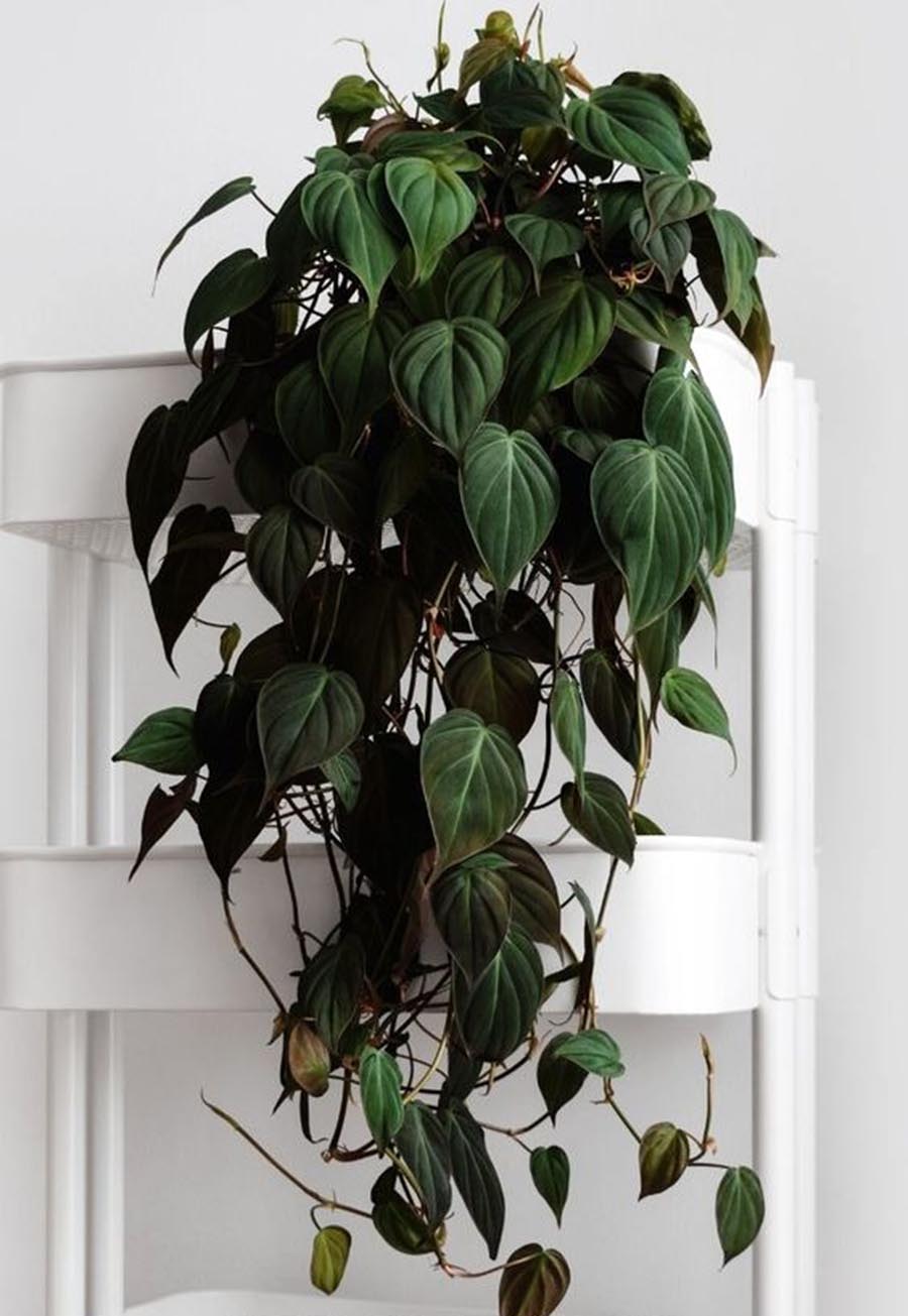 好养无毒的观叶植物,真正皮实好养的观叶植物