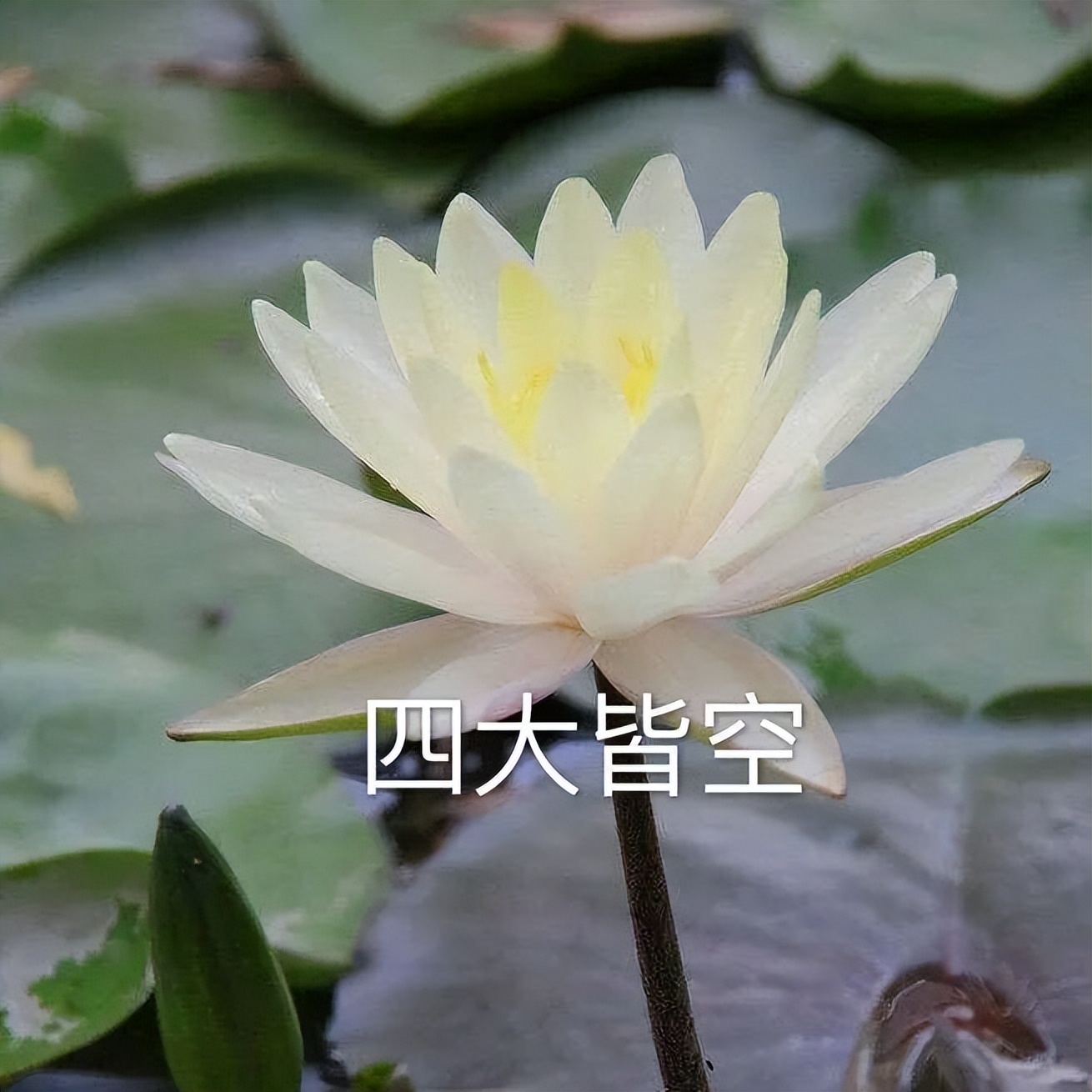 史上最低价618遇上史上最佛年轻人