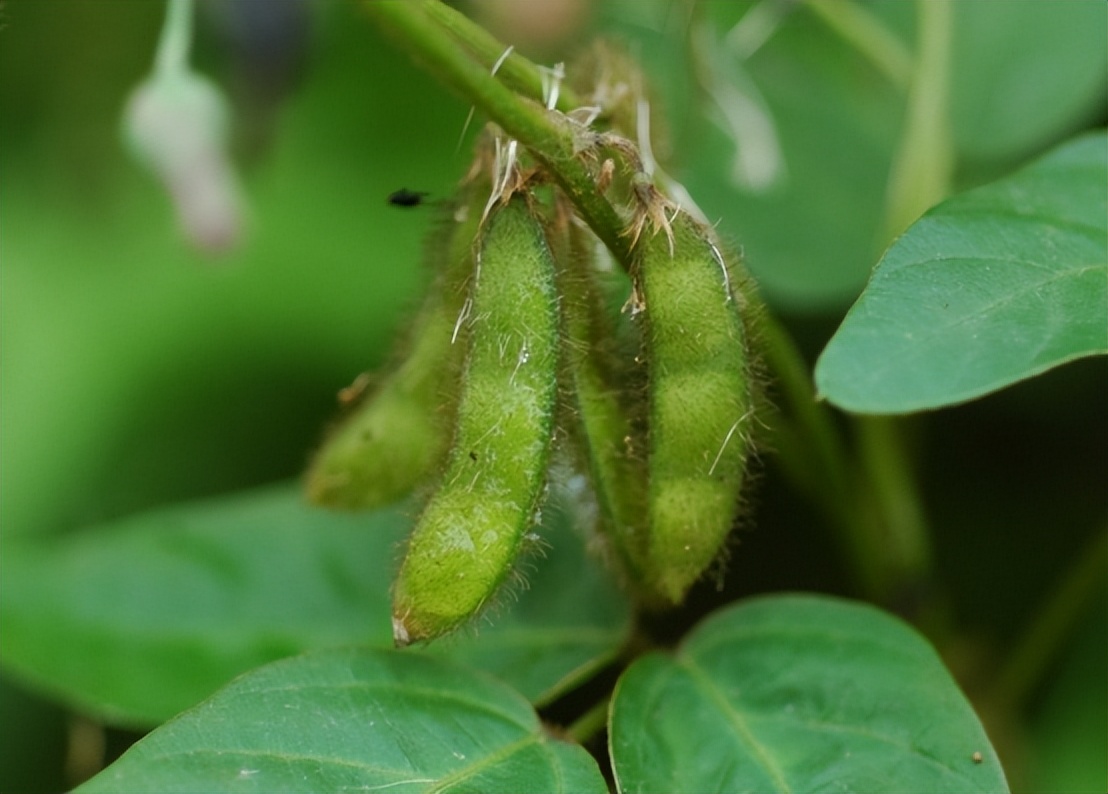 四川省大山发现野生大豆,四川省发现野生大豆